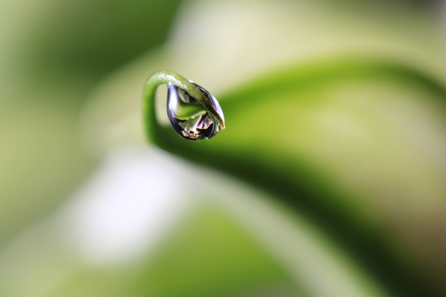 water drop plant